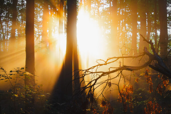 Fall woods backlit by intense sun