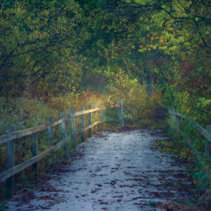 Swamp Walk photo by Andy Helmboldt