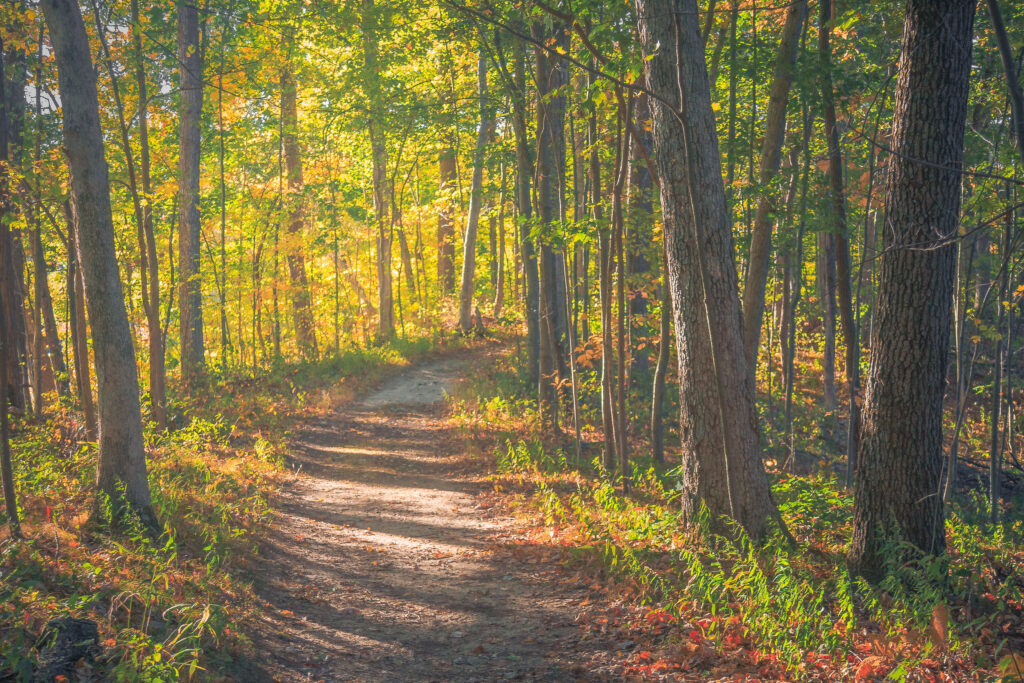 Invitation - photo by Andy Helmboldt of sunlit hiking path in the woods