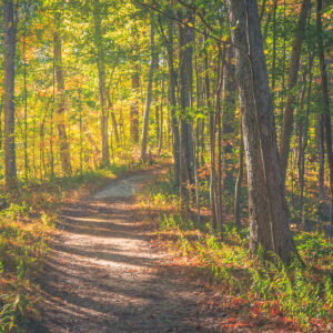 Invitation - photo by Andy Helmboldt of sunlit hiking path in the woods