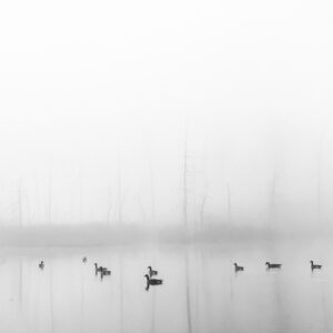 Black and white photo of geese on a pond in the fog