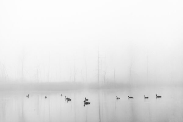 Black and white photo of geese on a pond in the fog