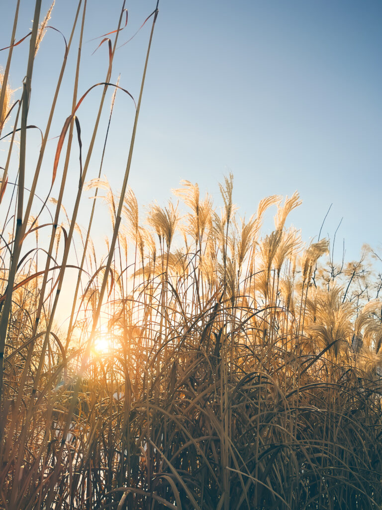 Photo of the sun rising behind some tall, glowing ornamental grasses