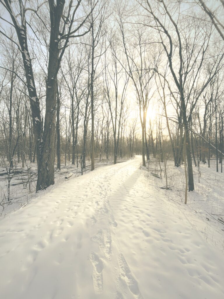 Photo of the sun rising on a snowy path through the woods