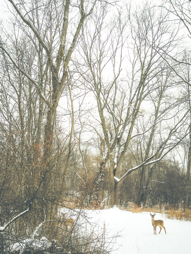 photo of a deer on a snowy walking path through the woods