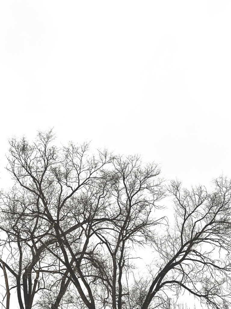 photo of tall trees with bare branches reaching up into a gray winter sky