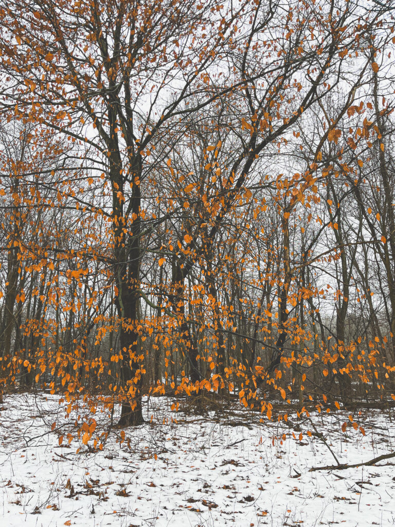 photo of orange oak leaves in a winter forest