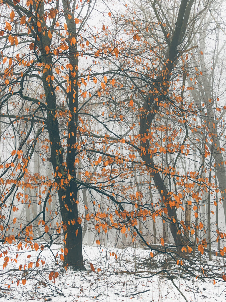 photo of orange oak leaves in a foggy winter forest