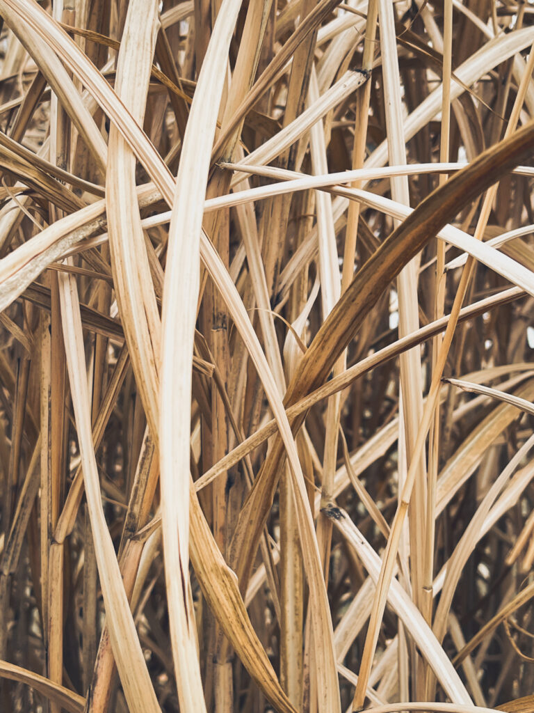 photo of a mess of brown ornamental grass