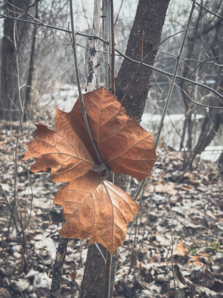 photo of a single large cluster of brown oak leaves clinging to a late winter tree