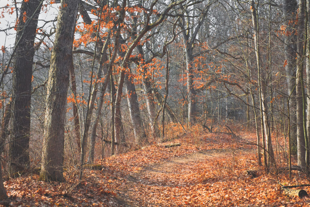 photo of a forest hiking trail in early spring lit by morning - there is no green yet, only brown