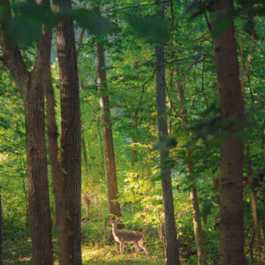 lone buck on a trail in the woods lit by morning sun