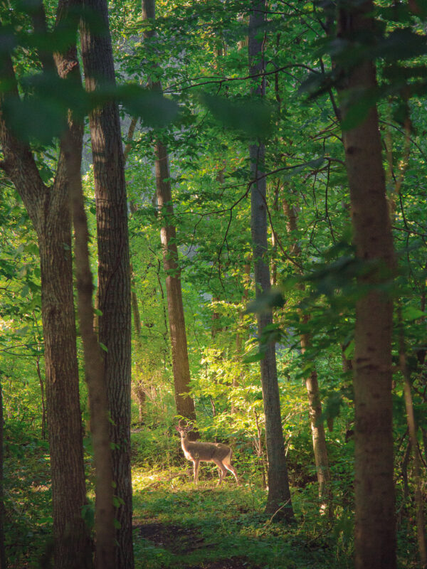 lone buck on a trail in the woods lit by morning sun